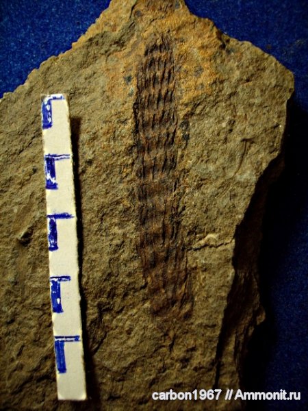 карбон, растения, членистостебельные, Calamites, Palaeostachya