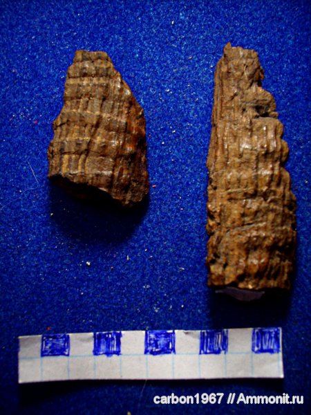 карбон, растения, членистостебельные, Calamites, Palaeostachya