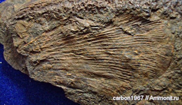 карбон, насекомые, членистоногие, тараканы, прямокрылые