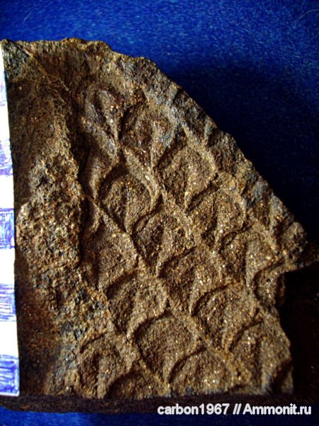 карбон, плауновые, Lepidodendron