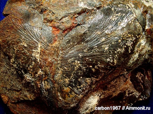 карбон, Донбасс, птеридоспермы, Odantopteris