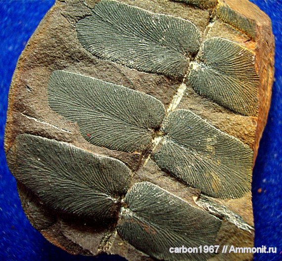 карбон, птеридоспермы, Paripteris