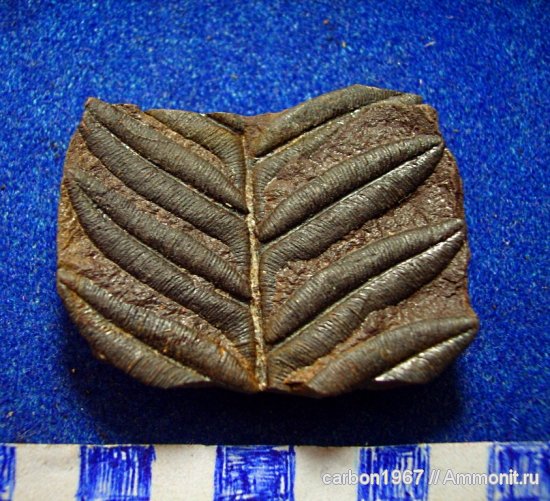 карбон, птеридоспермы, Alethopteris