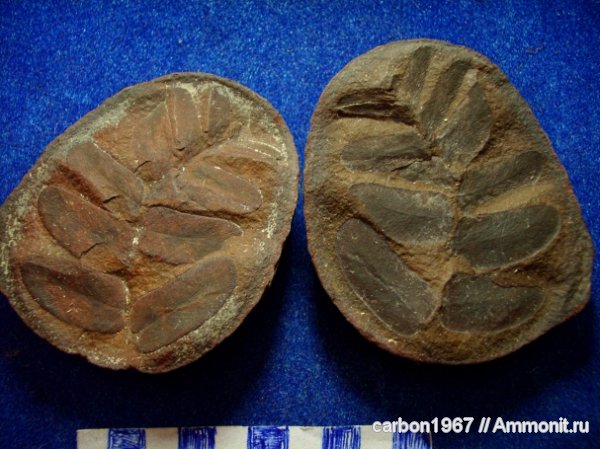 карбон, птеридоспермы, Neuropteris