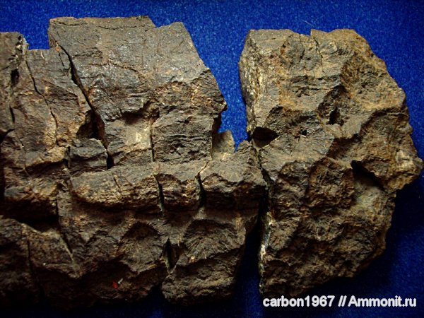 карбон, кораллы, голосеменные, Cordaites, Michelinia