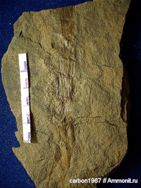 карбон, растения, членистостебельные, Sphenophyllum