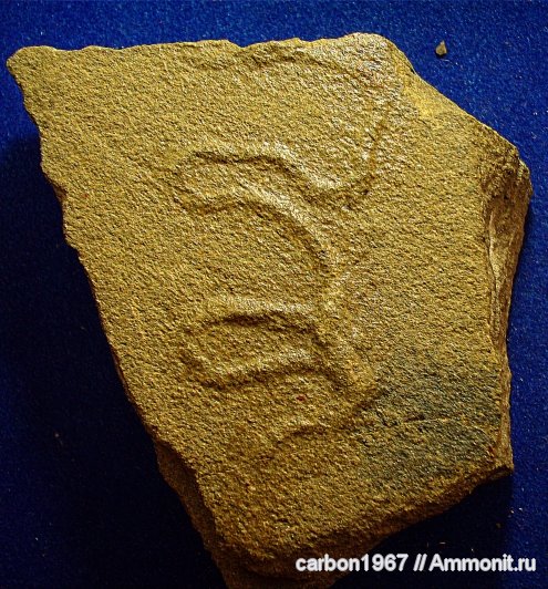 карбон, ихнофоссилии