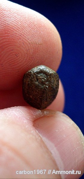 карбон, птеридоспермы, семена, Boroviczia