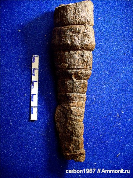 карбон, растения, членистостебельные, Calamites