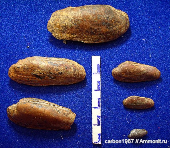 моллюски, карбон, Antraconauta