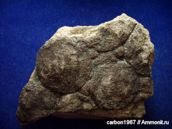 венд, Nemiana, медузоиды