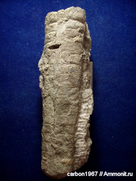 моллюски, ордовик, Endoceras, Ordovician