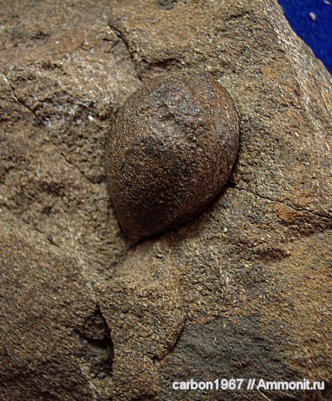 карбон, растения, птеридоспермы, Boroviczia Karpinskii