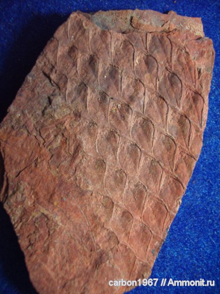 Lepidodendron