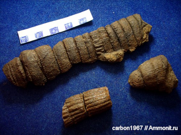 карбон, растения, членистостебельные, Calamites