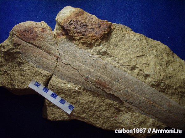 пермь, растения, кордаиты, Permian