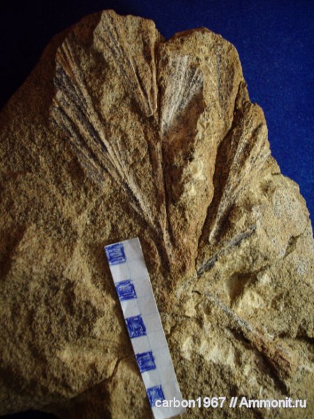 пермь, голосеменные, птеридоспермы, Новый Кувак, Permian