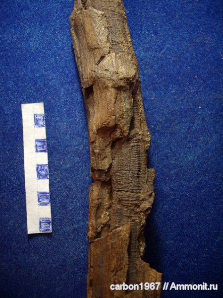 карбон, растения, кордаиты