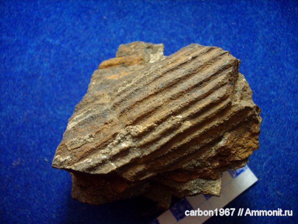 карбон, растения, членистостебельные, Calamites