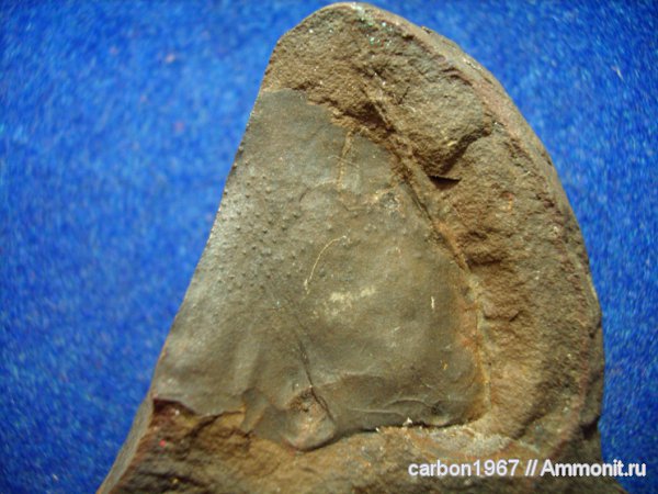 карбон, членистоногие