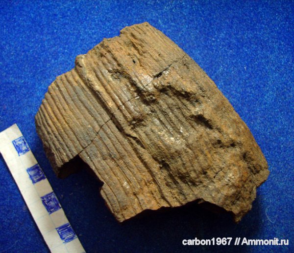 карбон, ихнофоссилии, животные