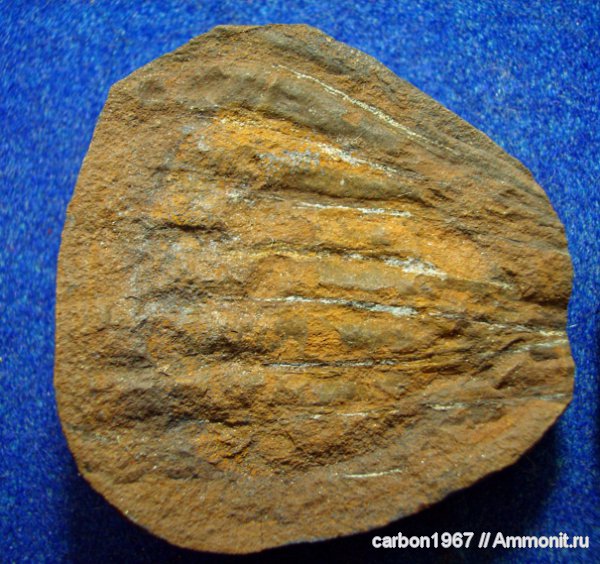 рыбы ( панцерные и прочие...)