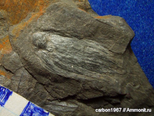 карбон, растения, семена, кордаиты