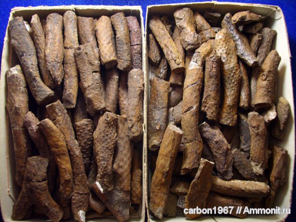 карбон, растения, Lepidophloios, лепидофиты