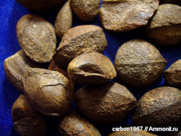 карбон, насекомые, ихнофоссилии