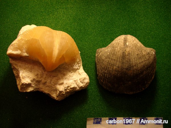 брахиоподы, карбон, Choristites, беспозвоночные, Spiriferida