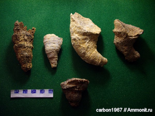 кораллы, кишечнополостные, шестилучевые кораллы, четырехлучевые кораллы