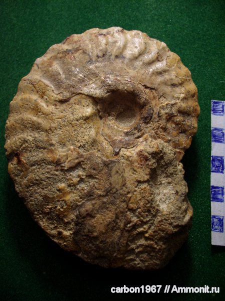 аммониты, моллюски, мел, головоногие моллюски, Ammonites, Anahoplites, Cretaceous