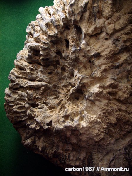 девон, кораллы, Devonian, ругозы, колониальные кораллы, четырехлучевые кораллы