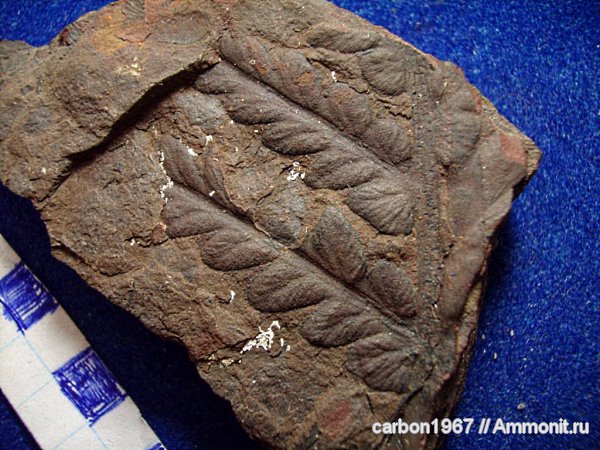 карбон, растения, птеридоспермы, Mariopteris