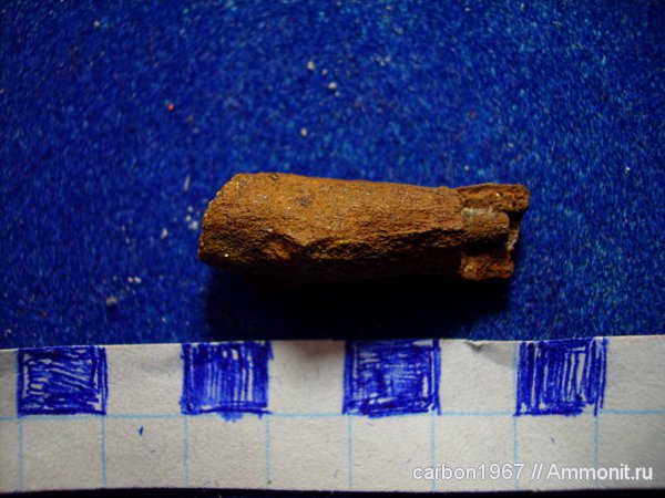 карбон, растения, Lepidophloios, лепидофиты