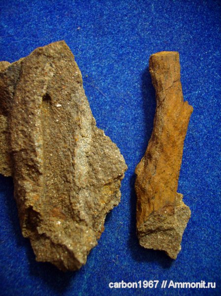 карбон, растения, Lepidophloios, лепидофиты