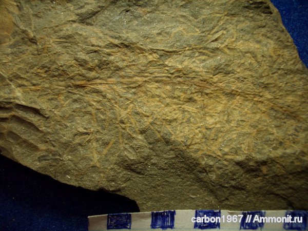 карбон, растения, членистостебельные, Calamites, Riadicites