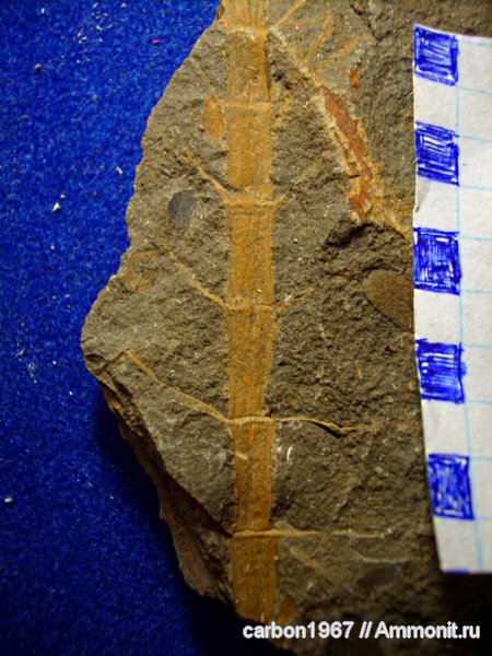 карбон, растения, членистостебельные, Sphenophyllum