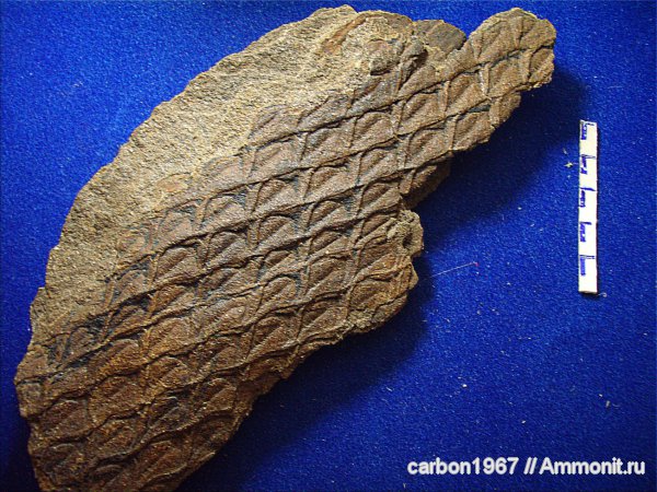 Плауновидные ( лепидофиты ). D3.C2b-d,e