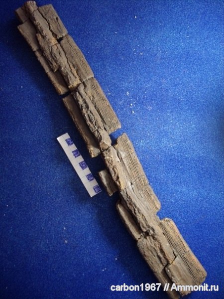 карбон, растения, членистостебельные, Calamites