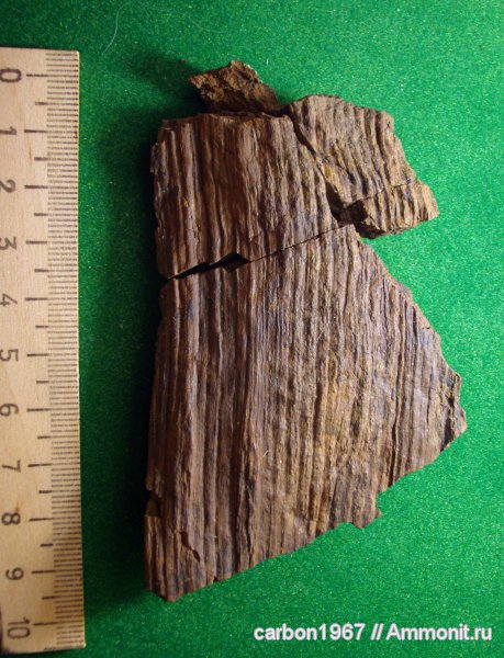 карбон, растения, членистостебельные, Calamites