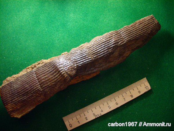 карбон, растения, членистостебельные, Calamites