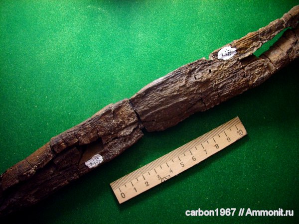 карбон, растения, членистостебельные, Calamites