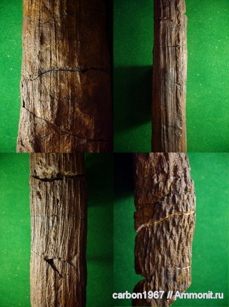 карбон, растения, голосеменные