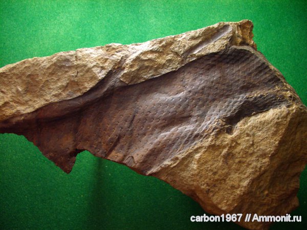 карбон, растения, лепидофиты, Lepidodendron