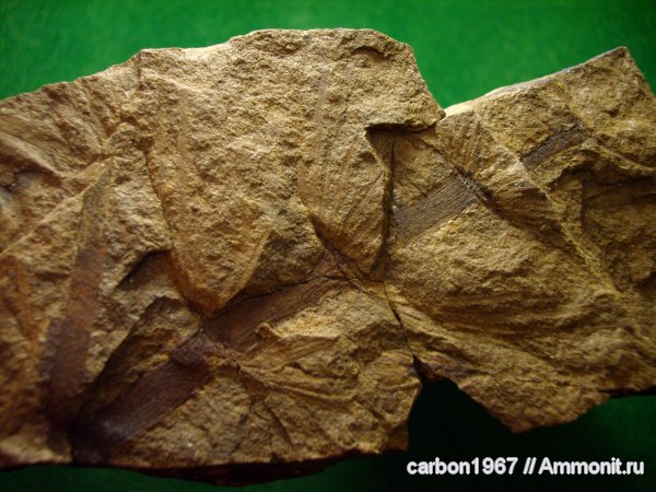 карбон, растения, членистостебельные, Calamites, Asterophyllites