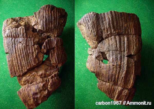 карбон, растения, членистостебельные, Calamites