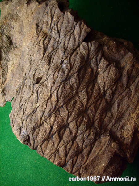 карбон, растения, лепидофиты, Lepidodendron