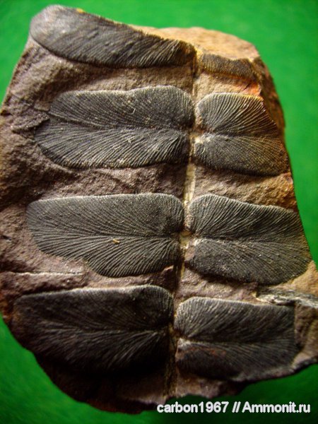 карбон, растения, птеридоспермы, Neuropteris