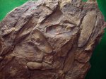 Antraconauta sp.из аргиллита. так называемая "Ракушечная мостовая" Antraconauta sp.из аргиллита. так называемая "Ракушечная мостовая"